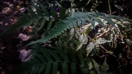 Grass close up illustration