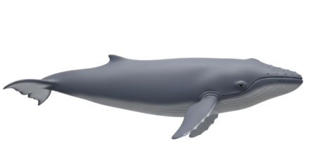 Isolated depiction of a gray whale under the sea, a baleen whale and rorqual whale species