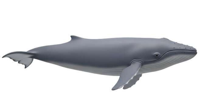 Isolated depiction of a gray whale under the sea, a baleen whale and rorqual whale species