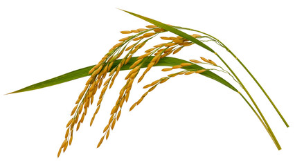 Golden rice stalks with green leaves isolated on transparent background