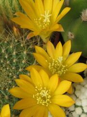 Zbliżenie na żółte kwiaty kaktusa © Kumulugma