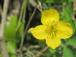 Zbliżenie na kwiat rośliny z gatunku Chelidonium majus © Kumulugma