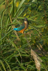 排便したカワセミ