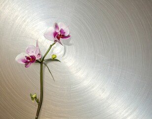 Two pink and white orchids on a brushed metal surface