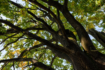 Fototapeta premium oak in autumn, part of the foliage of which began to change color to orange
