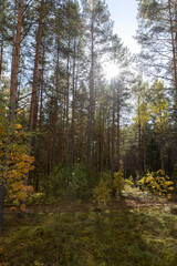 Fototapeta premium tall trees in a mixed forest in the autumn during leaf fall, changes in nature during the autumn season in a forest with old and tall pines and deciduous trees