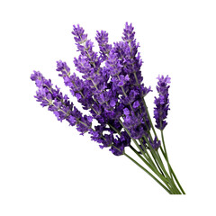 Lavender bouquet on black isolated on transparent background