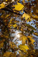 the orange maples hanging on the branches of a tree during the autumn fall, the beautiful foliage of maples in bright sunny weather in the autumn season against the background of the sky