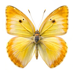 Fototapeta premium Yellow butterfly isolated on transparent background