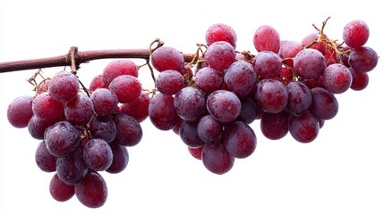 Fototapeta premium Fresh red grapes hanging from a natural vine branch on a clean white background, featuring ripe fruit clusters, juicy organic texture and concepts of health, nutrition and freshness