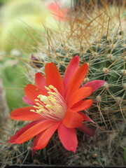 Zbliżenie na kwiaty czerwonego kaktusa © Kumulugma