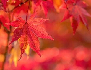 Vibrant autumn leaves, red and orange hues