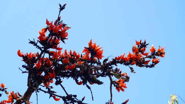 Polash flower