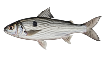 Isolated Adriatic dace fish with large scales, freshwater fish from Europe, with black spot