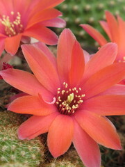 Zbliżenie na kwiaty czerwonego kaktusa © Kumulugma