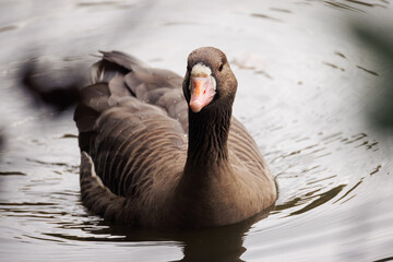 goose on the beach