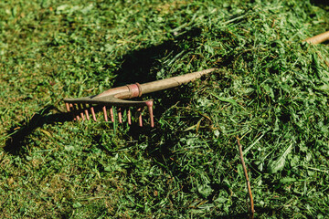 Rake lying on a pile of fresh grass clippings in the garden