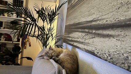 A cat is sleeping on a person's arm, creating a peaceful scene. The cat has a tabby coat with gray...