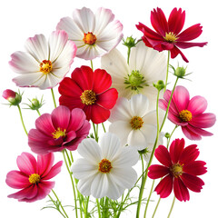 Colorful cosmos flowers isolated on transparent background