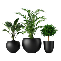 Stylish Indoor Plants in Black Decorative Pots
