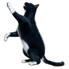 3D Rendering Black Cat on White