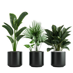 Stylish Indoor Plants in Black Pots on Transparent Background