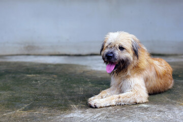 mixed breed dog, Happiness, relax and dog , pet and cheerful with fur, summer and carefree. A fluffy white-gray dog covers its face