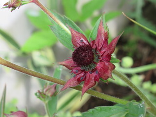 Zbliżenie na kwiat rośliny z gatunku Sabelnik © Kumulugma