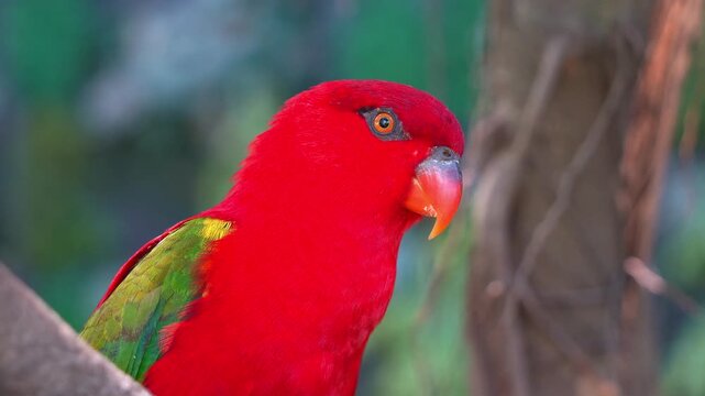 A vibrant red Chattering Lory (lorius garrulus) perched and resting on tree branch, gazing curiously around its surroundings, close up shot.