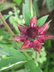 Zbliżenie na kwiat rośliny z gatunku Sabelnik © Kumulugma