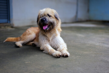 mixed breed dog, Happiness, relax and dog , pet and cheerful with fur, summer and carefree. A fluffy white-gray dog covers its face