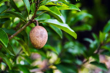 Sapodilla fruit on the branch of the Sapodilla tree