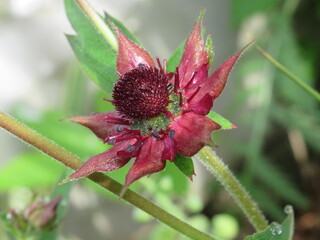 Zbliżenie na kwiat rośliny z gatunku Sabelnik © Kumulugma