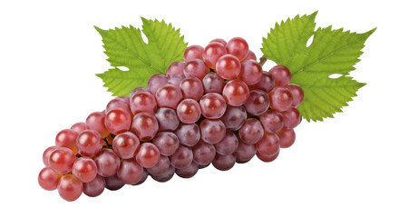 Isolated bunch of red grapes, ripe fruit on vine, healthy food on its own, fresh produce
