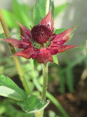 Zbliżenie na kwiat rośliny z gatunku Sabelnik © Kumulugma