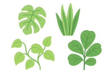 Botanical collection of fresh green foliage elements including tropical monstera, grass, and various leafy branches for nature designs