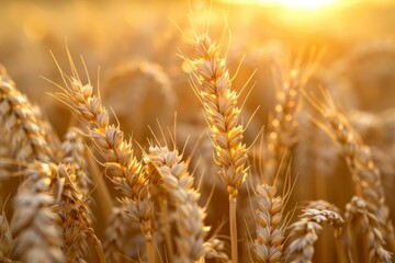 Close-up of golden wheat field at sunset with detailed grain textures, soft warm light and blurred background evoking rustic abundance.
