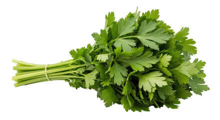 Isolated bunch of fresh parsley with green stems for cooking and culinary use