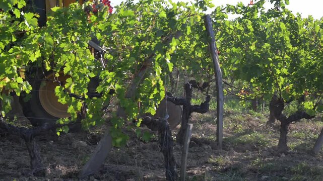 Tractor working vineyard on wine farm after harvest, Agriculture and organic farming concepts, Saint-Emilion, Gironde, France, High quality 4k footage