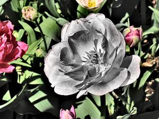 Flower art: pop of color