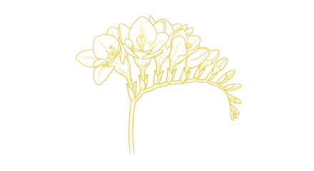Obraz premium Golden freesia flower with delicate petals on a white background