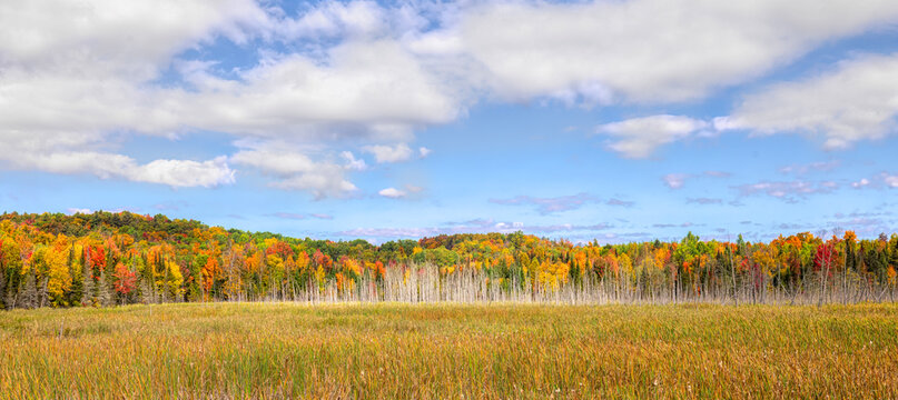 Colourful mountain with trees in full autumn colours in Chelsea, Quebec, Canada