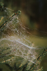Dew Covered Spider Web on Pine Branch in Forest Background