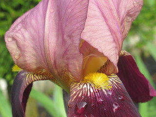 Zbliżenie na kwiat irysa © Kumulugma