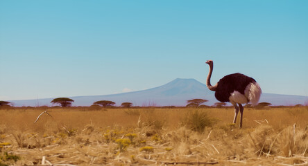 ostrich in the desert