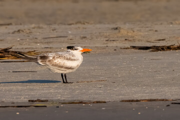 A royal tern perched on the sand