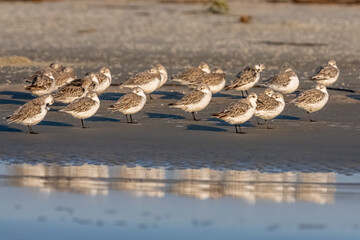 Shorebird on a sandy beach