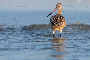A marbled godwit walking on the shore