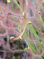 Zbliżenie na listki rośliny z gatunku drosera binata © Kumulugma