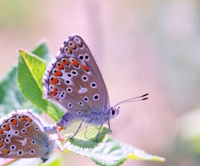 A small butterfly on a green plant.
